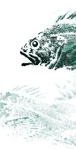 Fish head 2